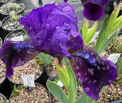 Iris Double Lament